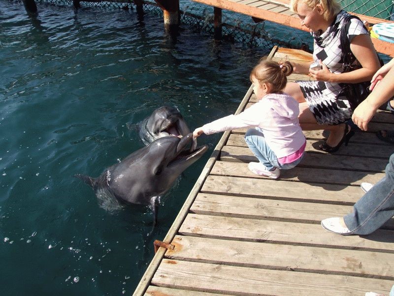 Дети в дельфинарии